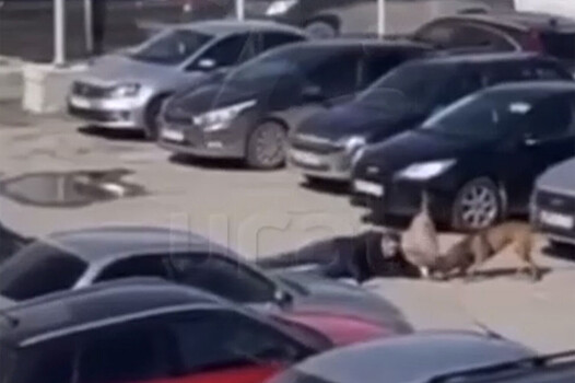 Stalo izvestno o sostojanii permjaka na kotorogo nabrosilis bojcovye sobaki 0793dfc.jpg