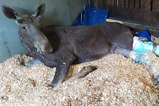 Stalo izvestno o sostojanii sbitogo v podmoskove losenka iljushi 233f314.jpg