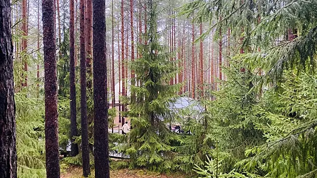 Tretij klass pozharnoj opasnosti objavlen v podmoskove 27 maja 8372f3a.webp