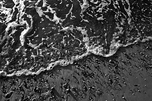 V more u balaklavy nashli delfina so stjanutymi leskoj kljuvom i hvostom 661a1e9.jpg