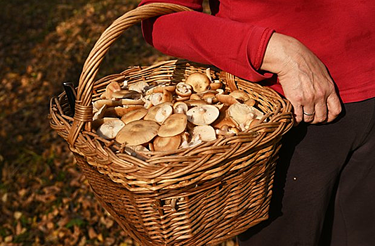 V centralnoj rossii nachalsja redkij gribnoj bum 076146a.png
