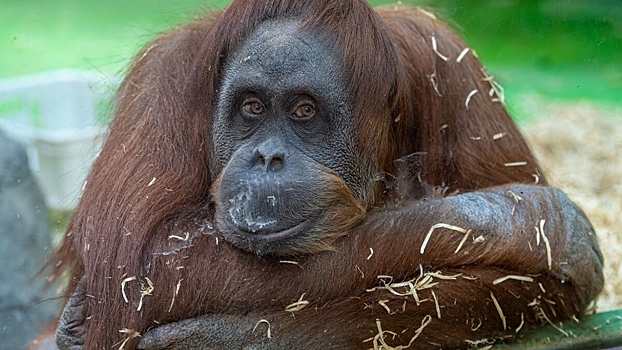 V tajgane otreagirovali na postupok devushki davshej vejp orangutanu 315744d.jpg
