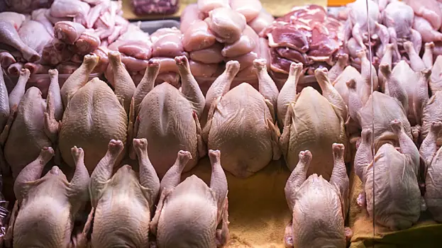 Zarazhennaja kurica obnaruzhena v magazinah sankt peterburga c88f262.webp