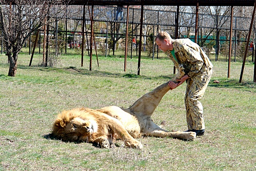 Glava safari parka tajgan zubkov rasskazal kak planiruet zashhishhatsja ot lvov 5c280f8.jpg