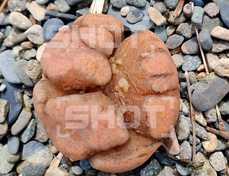 Magadanskie rybaki nashli strannoe sushhestvo 0b15427.png