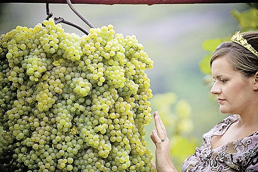 Pogoda mozhet povlijat na urozhaj belyh sortov vinograda v krymu fabd680.jpg