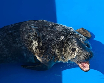 Sotrudniki leningradskoj aes spasli detenysha tjulenja 1bc3d0e.jpg