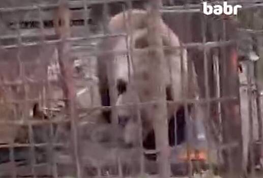 Broshennoj v rossijskom zooparke medvedice mashe nashli novyj dom be13719.jpg