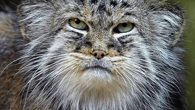Iz novosibirskogo zooparka ischez odin manul 1f9993a.jpg