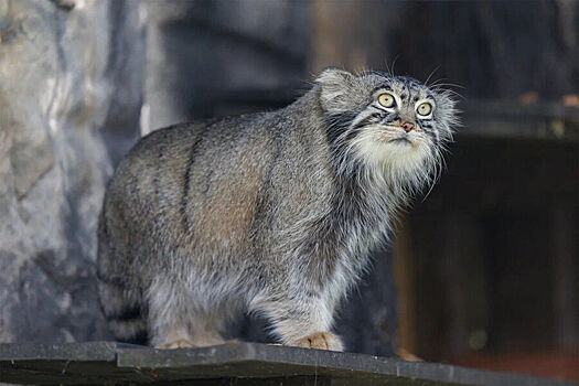 Manul timofej stal samym obsuzhdaemym kotom v smi 1c341e7.jpg